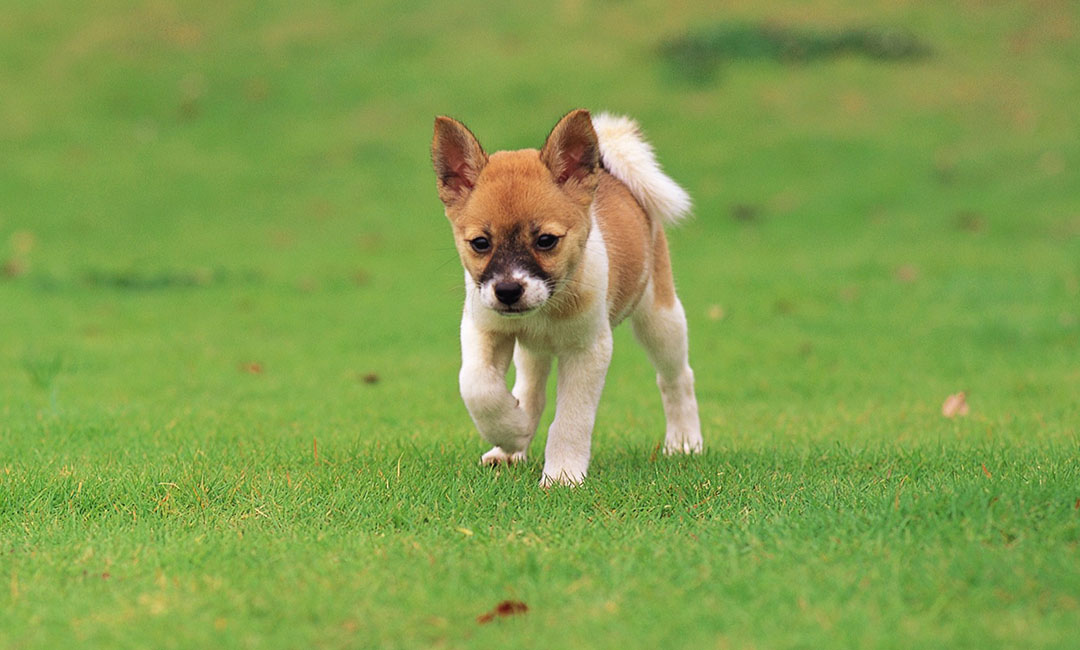 湛江叮叮宠物商业计划书案例